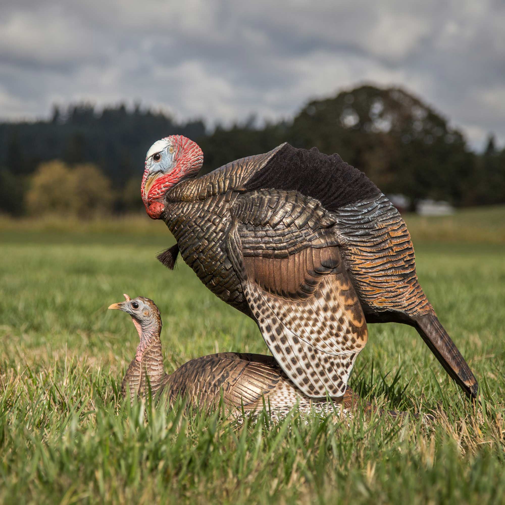 DSD Mating Motion Pair