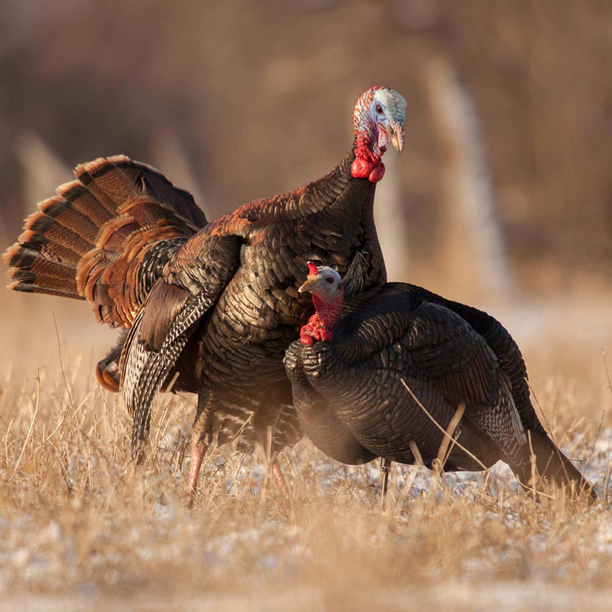 DSD 3/4 Strut Jake Decoy