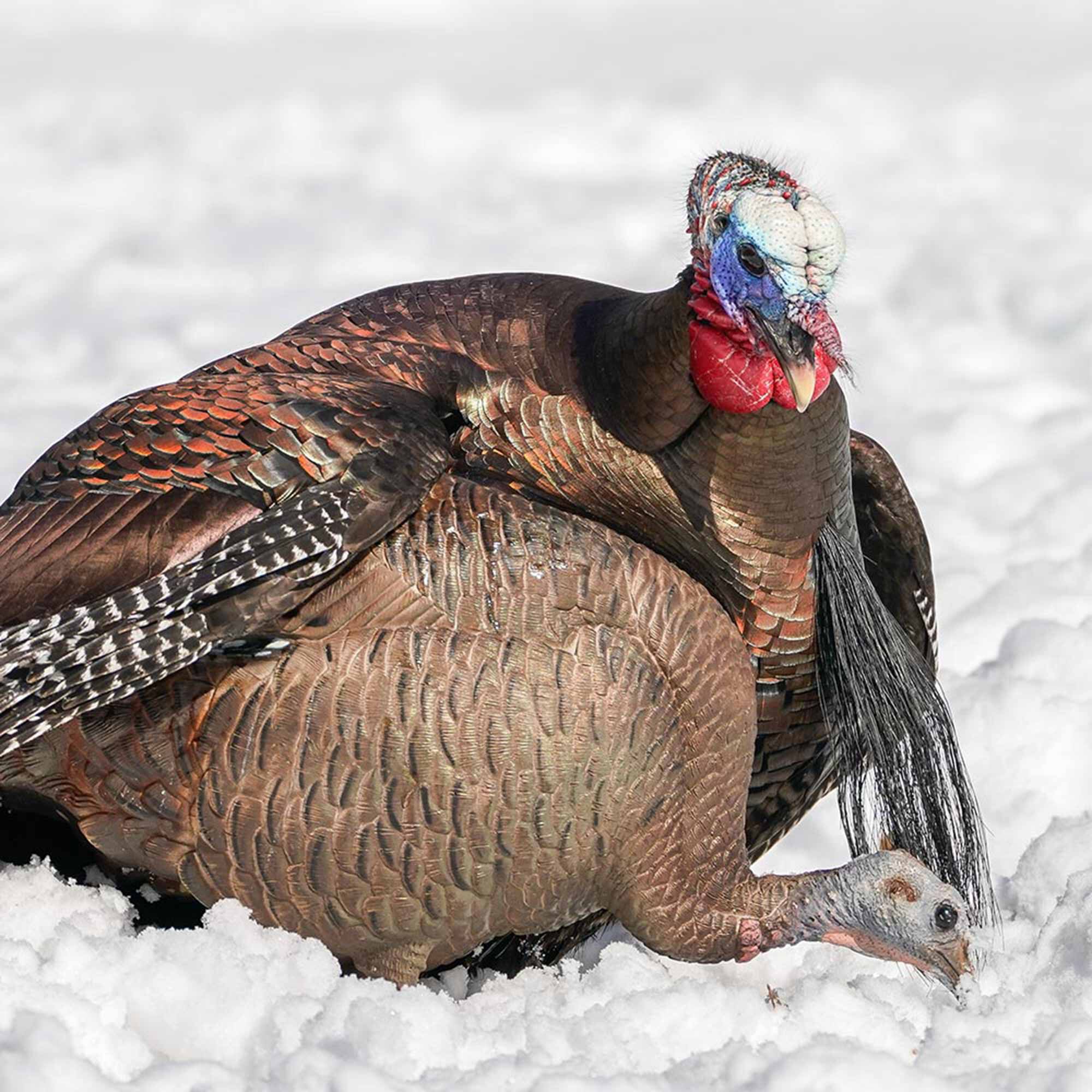 DSD Feeding Hen Decoy