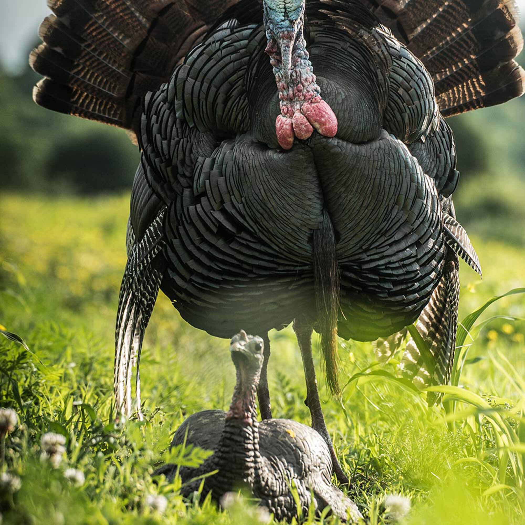 Dark feathered turkey decoys: large standing tom with colorful head, and a small sitting hen.