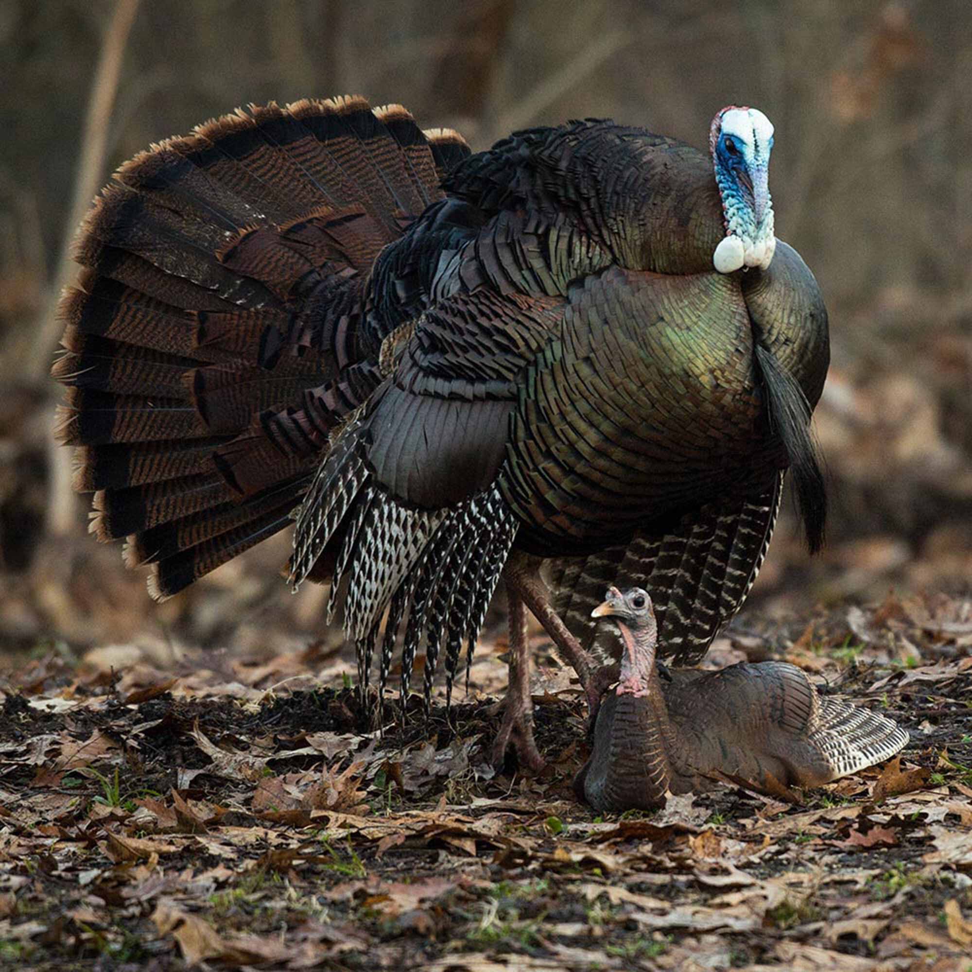 Large male wild turkey with fanned tail, blue head, and smaller brown turkey on ground.