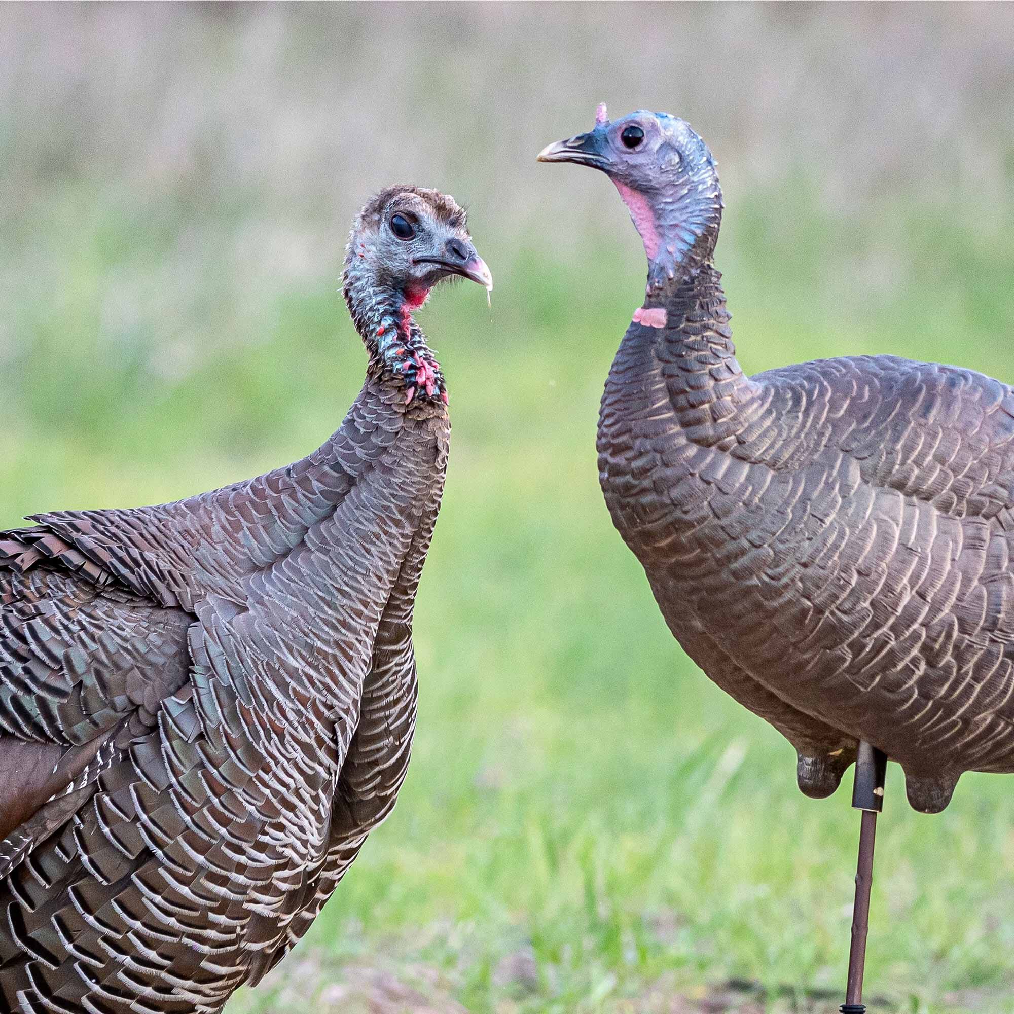 DSD Upright Hen Decoy