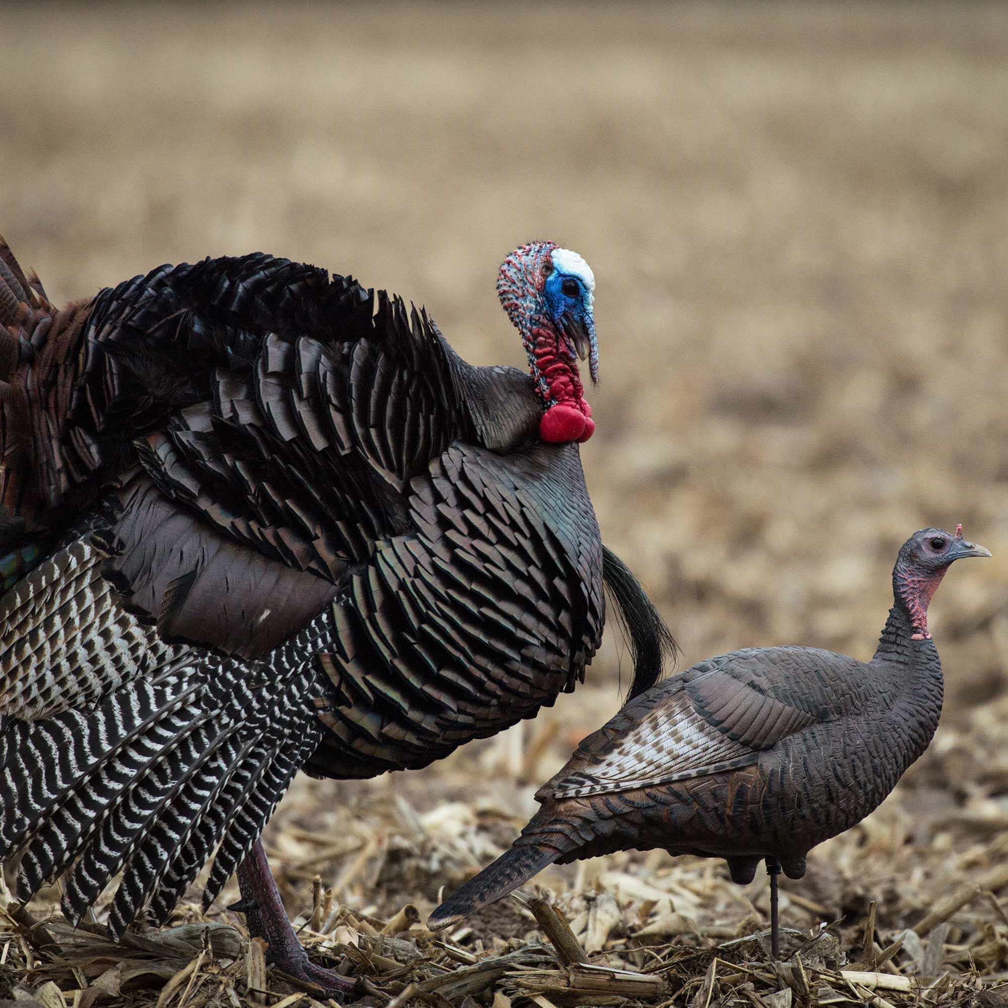 DSD Upright Hen Decoy