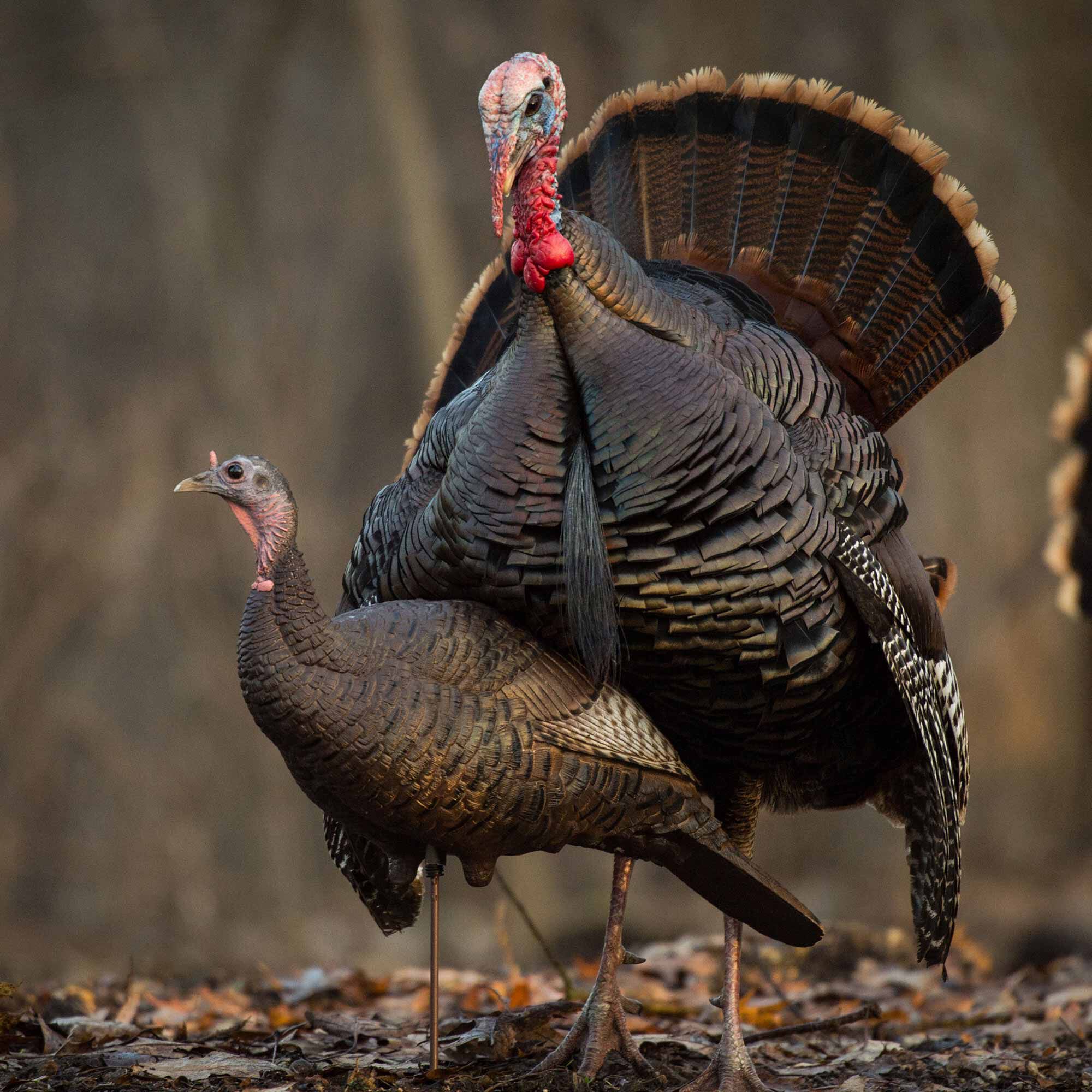 DSD Upright Hen Decoy
