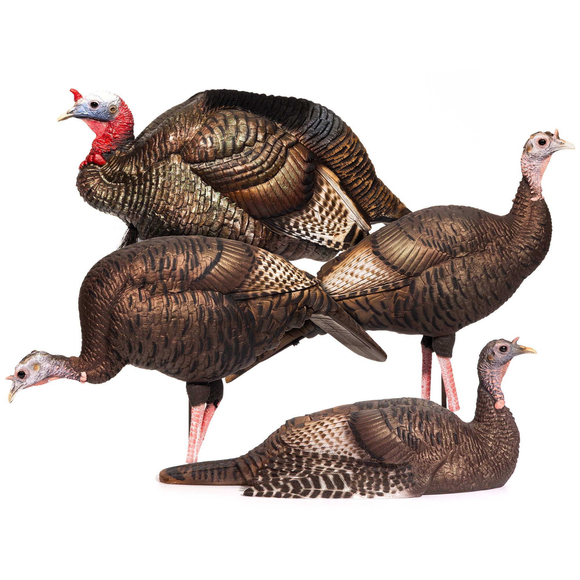 イッタラ　オイバトイッカ　turkey fowl DSD Turkey Flock