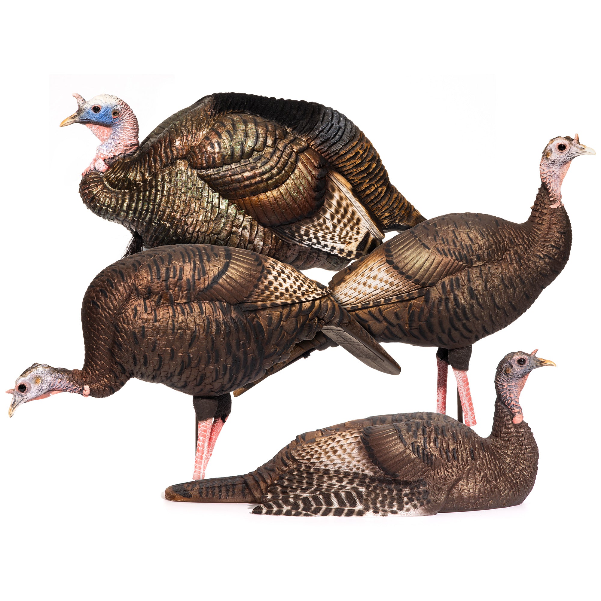 DSD Turkey Flock