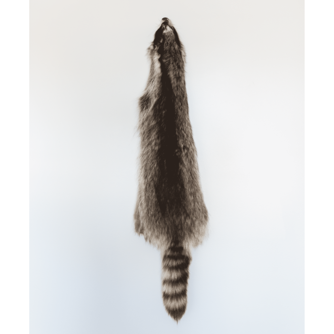 Sepia-toned raccoon fur pelt, displaying distinctive striped tail.