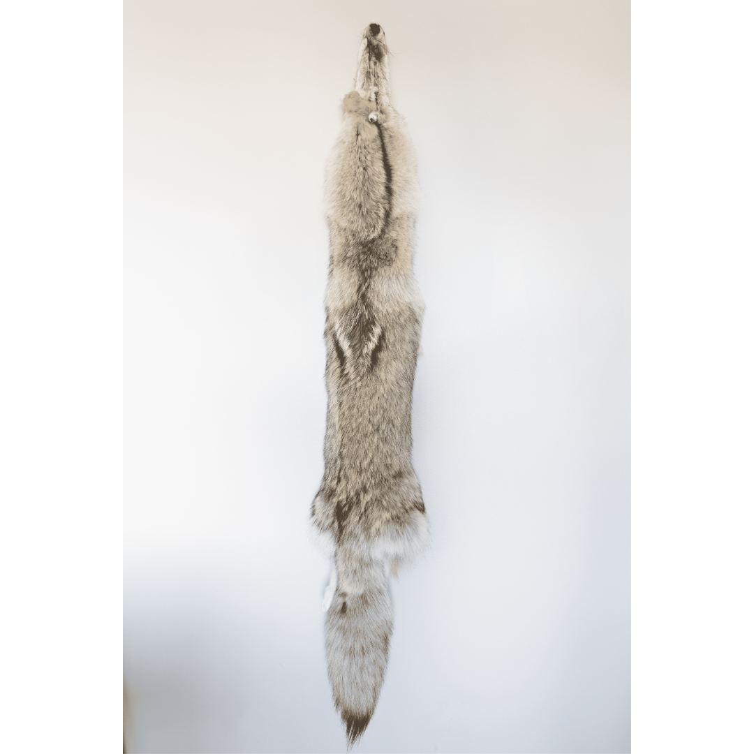 Natural grey coyote fur pelt with dark markings, displayed vertically.