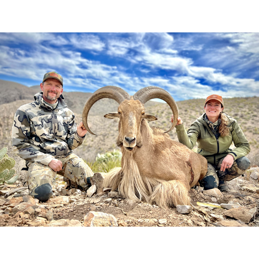 Hunters with tan Aoudad (Barbary sheep) showing long horns and shaggy chest.