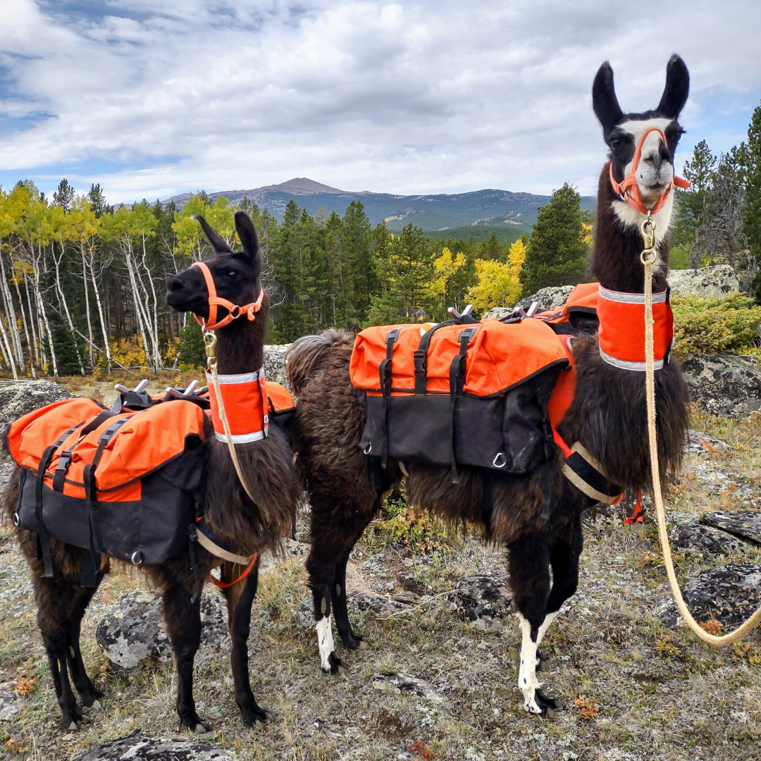 Orange and black multi-strap llama pack saddles on two llamas.