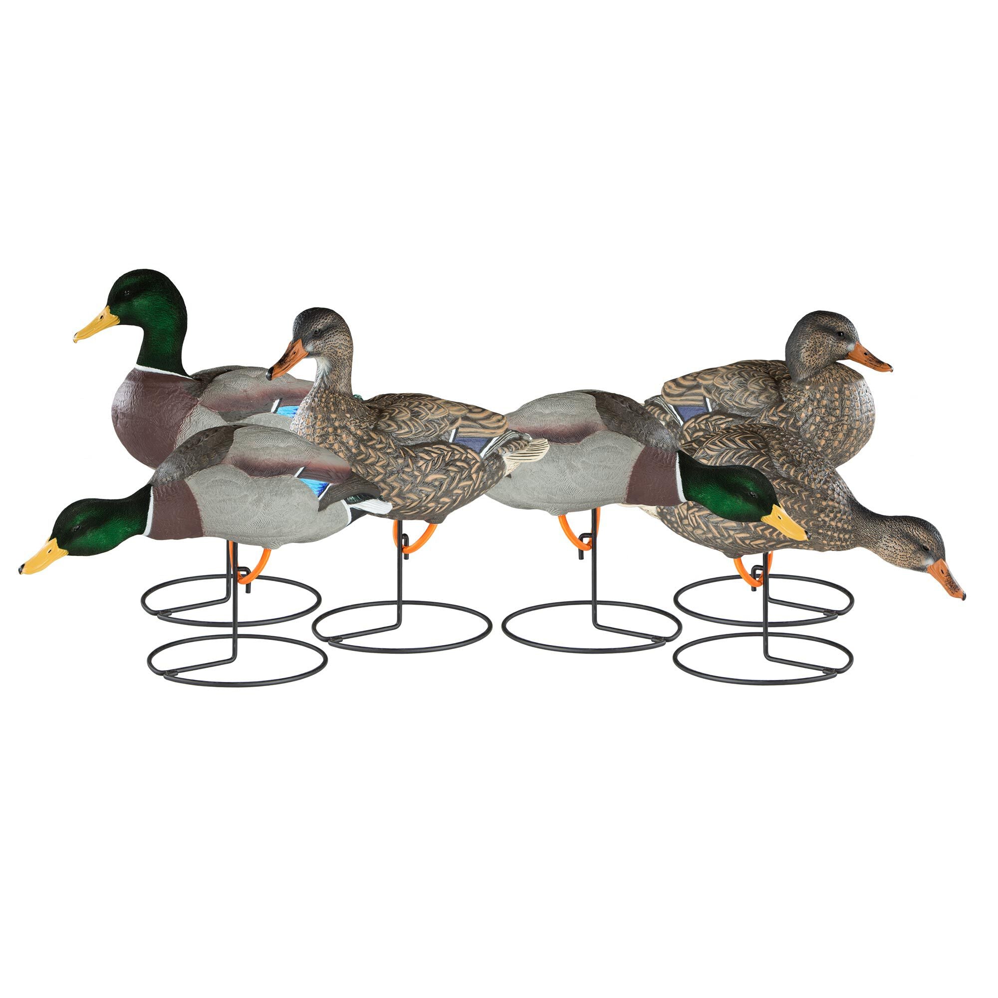 Dakota Decoy Mallard Full Body 6 Pack, 3 Drakes & 3 Hens