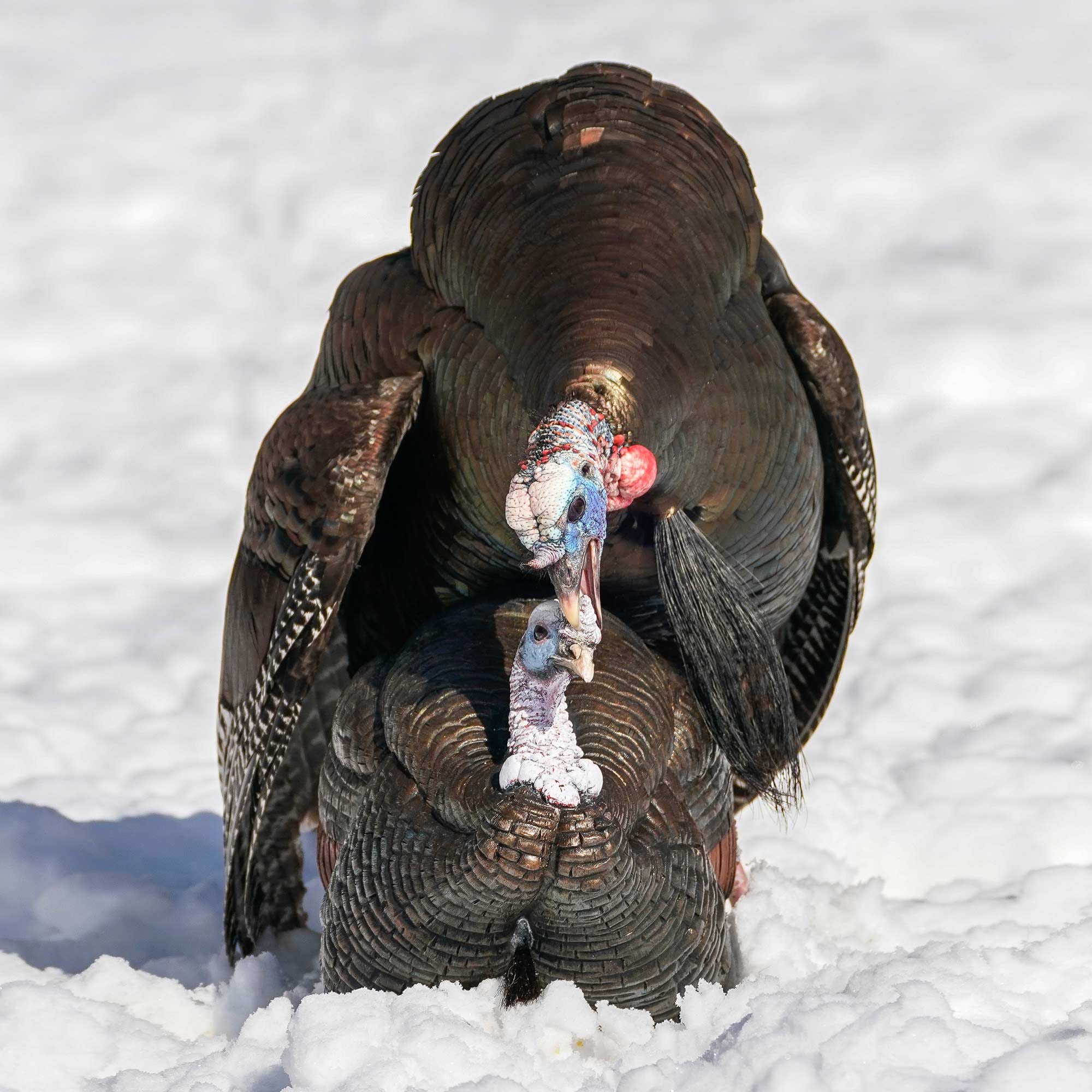 DSD 3/4 Strut Jake Decoy