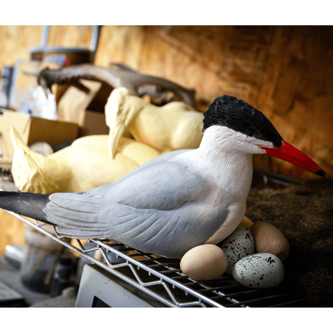Caspian Tern decoy: gray, white, black cap, red bill, with wooden eggs on a shelf.