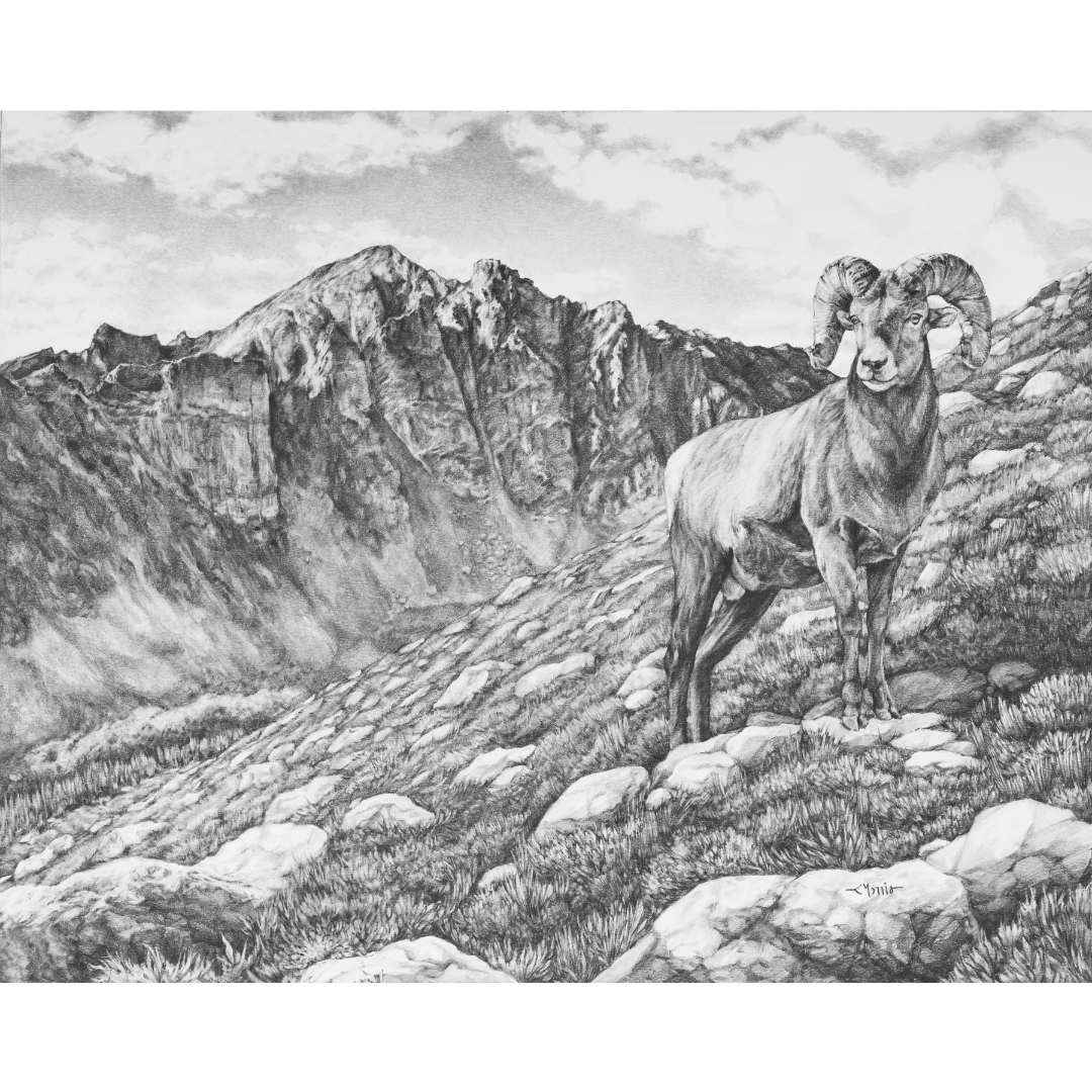 Grayscale pencil sketch of a bighorn sheep with curled horns in rocky mountain landscape.