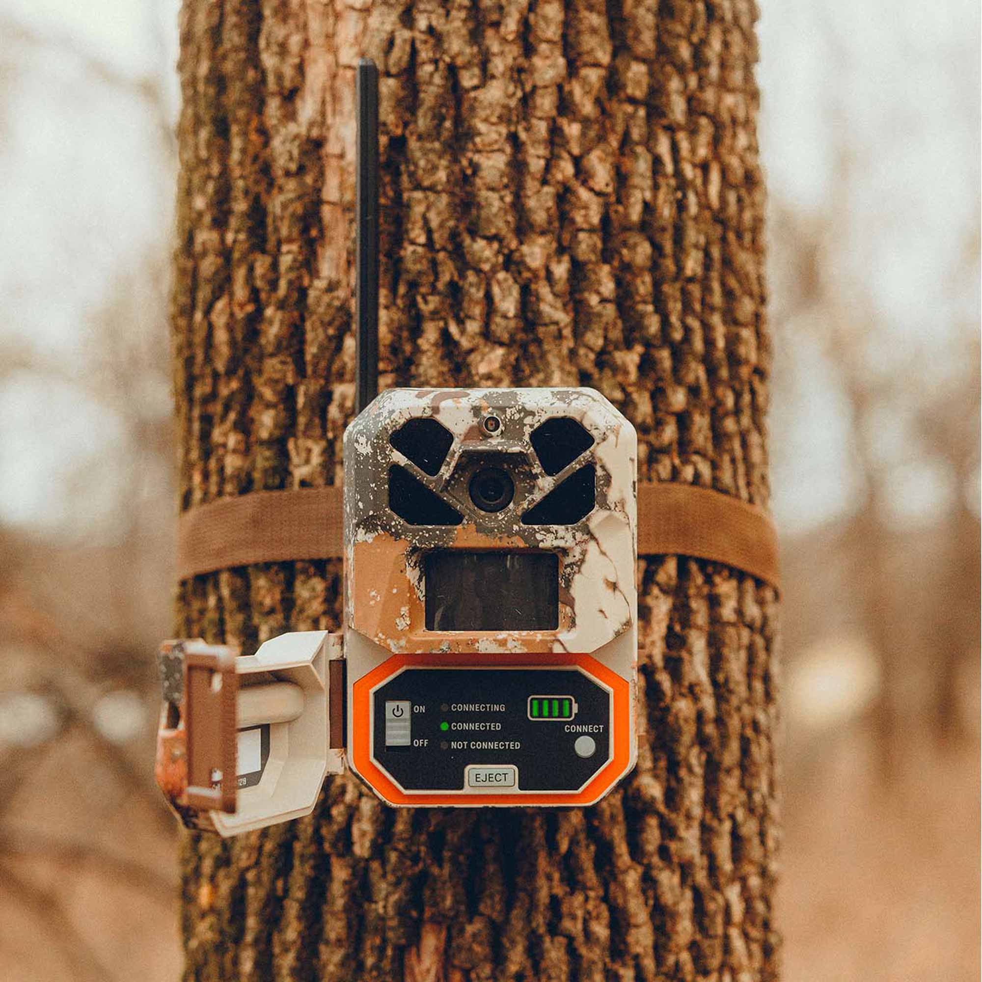 Trail camera attached to a tree in a forest setting