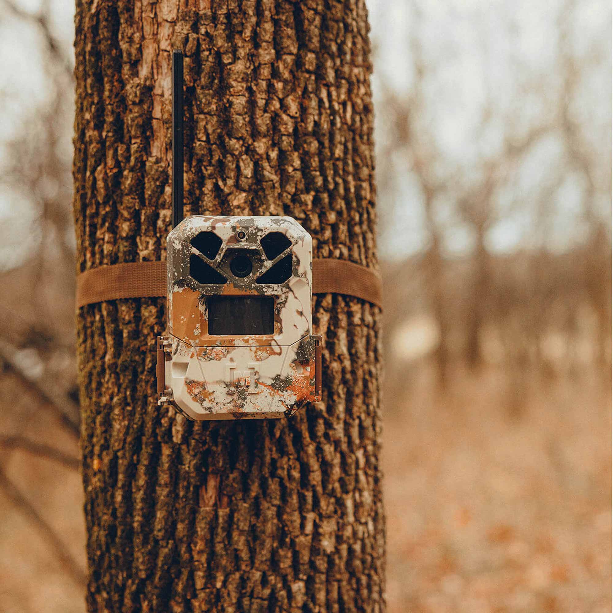 Camouflage trail camera attached to a tree in a forest setting