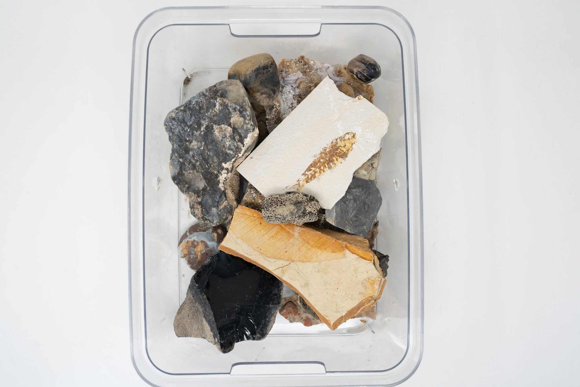 Box of Rocks, Fossils, and Gemstones