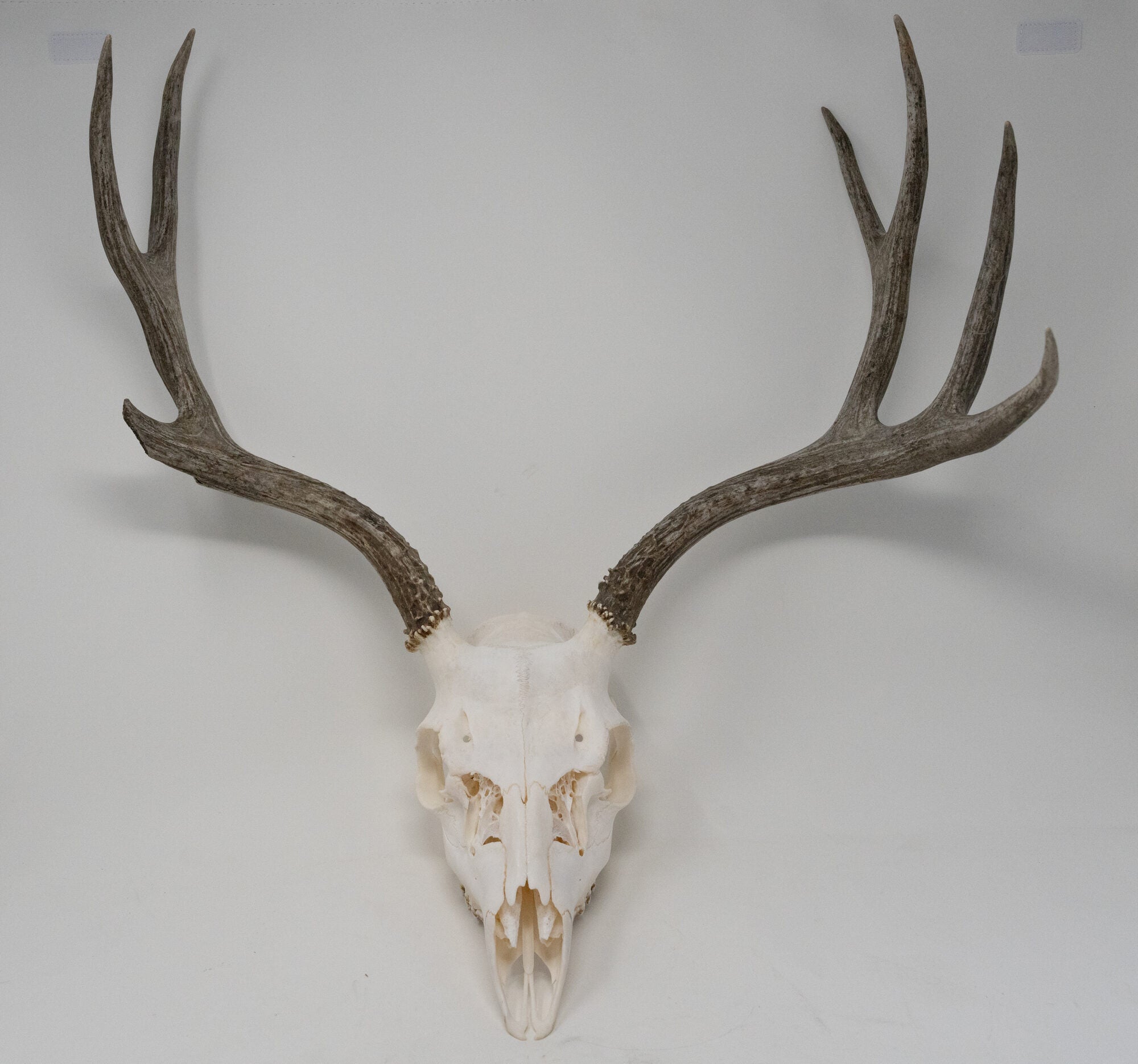 Mule Deer Skull from Rough Cuts Episode