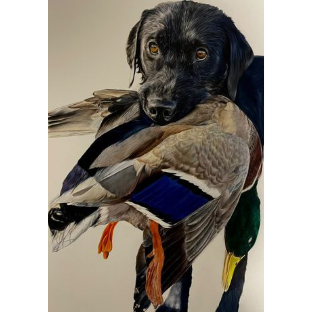 Painting of a black Labrador holding a mallard duck with a green head and blue wing patch.