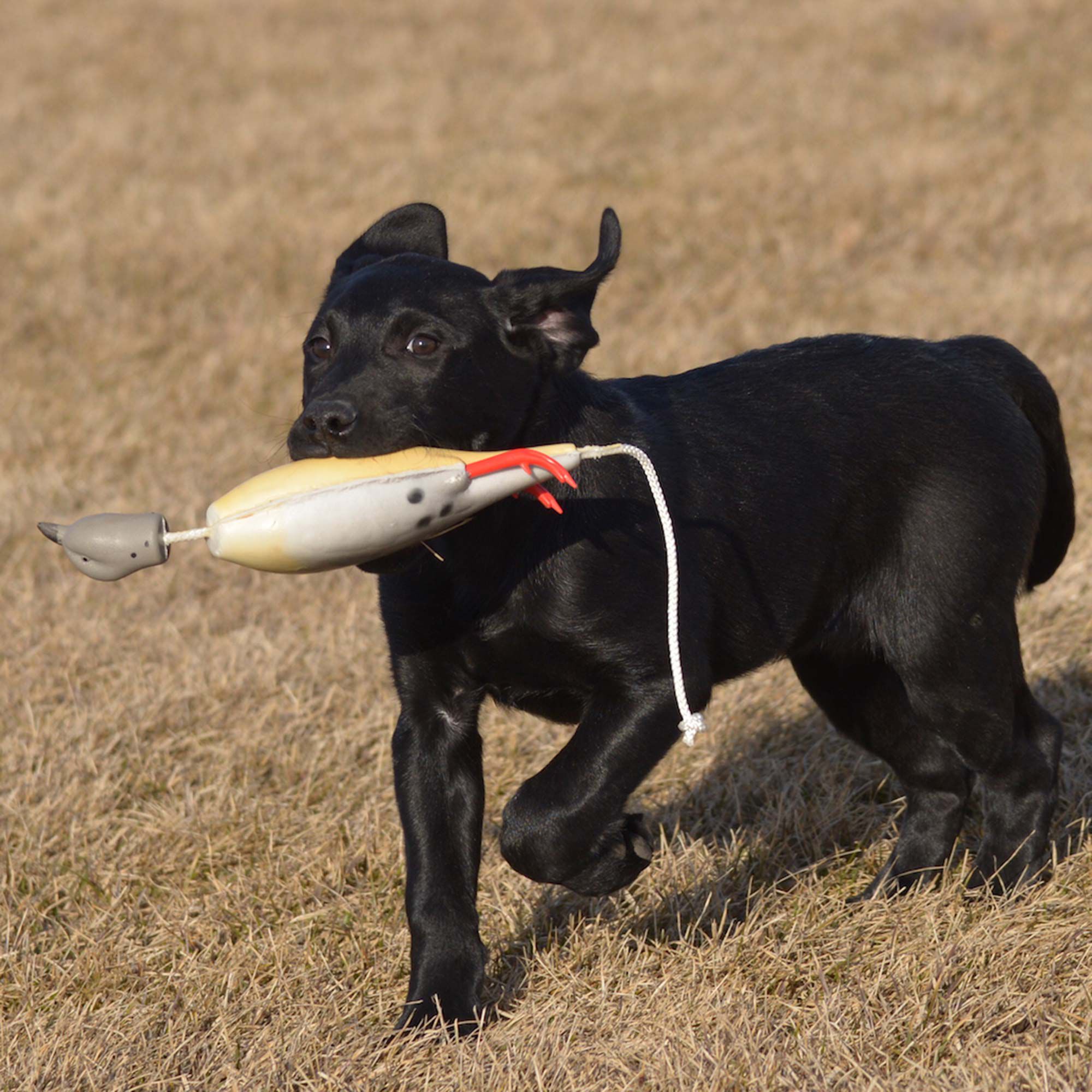 Dokken sales dog training