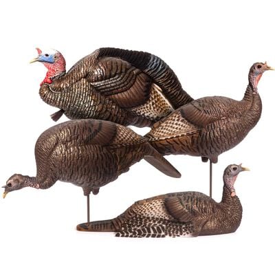 DSD Turkey Flock