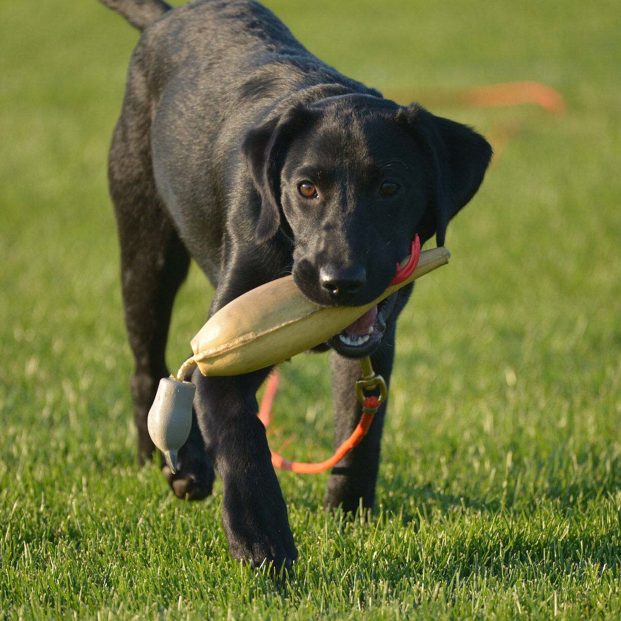 Dokken dog supply cheap