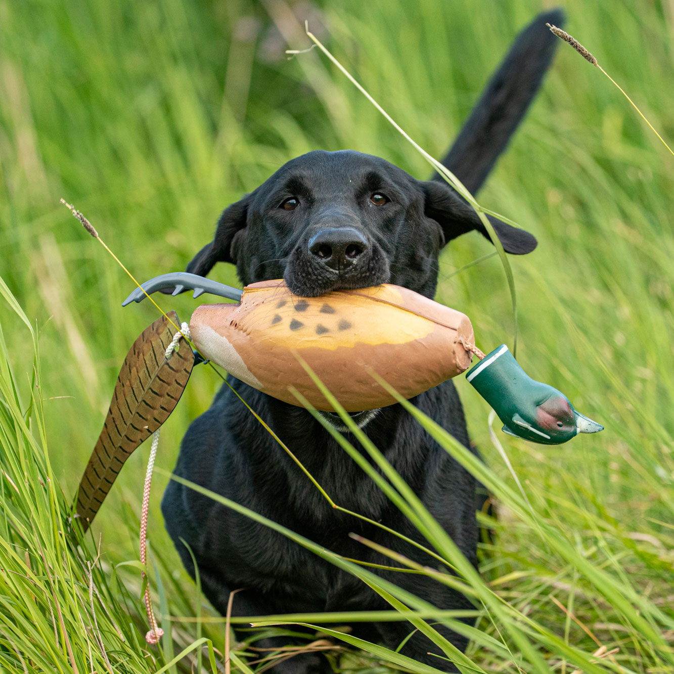 Gun dog discount supply store