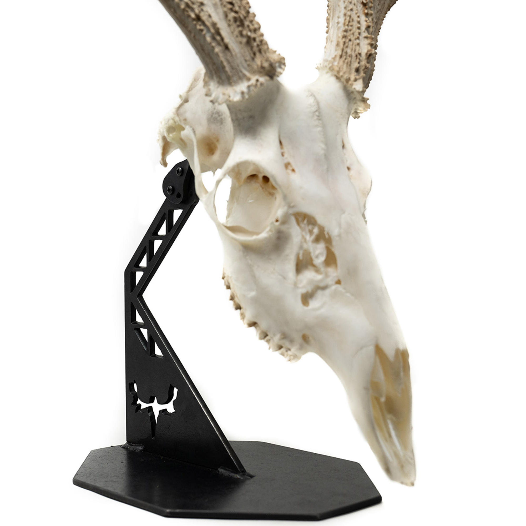 MeatEater Skull Pedestal Mount MeatEater