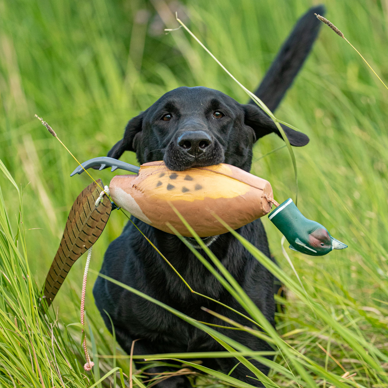 Hunting dog supply store sale